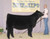 Step Up daughter-KY Beef Expo Champion-$14,000 Step Up daughter-KY Beef Expo Champion-$14,000