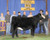 TJSC Cinderella-$92,000 Step Up daughter TJSC Cinderella-$92,000 Step Up daughter