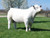 Big Creek Game Changer 192 PET