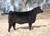 BMW Onset bred heifer sold in the Right Direction bred heifer sale in fall 2024 BMW Onset bred heifer sold in the Right Direction bred heifer sale in fall 2024