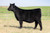 BNWZ Dignity heifer sold at Curtin Show Cattle in fall 2025 for $41,000 BNWZ Dignity heifer sold at Curtin Show Cattle in fall 2025 for $41,000