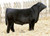 Unbelievable son sold for $60,000+ at Bushs 2013 sale