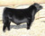 Wing Man son at Bushs 2021 Sale