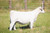 CCC WC Redemption heifer sold at Coudron Charolais in fall 2024 CCC WC Redemption heifer sold at Coudron Charolais in fall 2024
