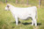 CCC WC Redemption heifer sold at Coudron Charolais in fall 2024 CCC WC Redemption heifer sold at Coudron Charolais in fall 2024