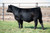 CDI Innovator heifer sold at CNN Cattle in fall 2024