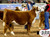 2021 OKC Division I Champ for Vickland sired by H Montgomery 2021 OKC Division I Champ for Vickland sired by H Montgomery