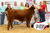 2024 Junior Nationals Champion Polled Heifer 2024 Junior Nationals Champion Polled Heifer