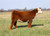 H Montgomery heifer sold in Tardy to the Party sale in fall 2024 H Montgomery heifer sold in Tardy to the Party sale in fall 2024