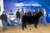 Jordan Mack Reserve Champion steer