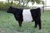 HCS Flannagan heifer sold at Legacy Unlimited Sale in fall 2024 for $6,500