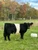 HCS Flannagan heifer sold at Legacy Unlimited Sale in fall 2024