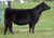 Tejas daughter at BuckCreek $8000+ Tejas daughter at BuckCreek $8000+
