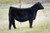 Lim Flex Ratliff Jump Start heifer sold at Coor Cattle in fall 2024 for $7,250