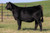Ratliff Jump Start heifer sold at Curtin Show Cattle in fall 2024
