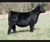 GCC Ole Money heifer sold at Coor Cattle in fall 2025 for $61,000