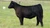Class on Class heifer sold at Ty Webster's in fall 2024