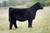 Class on Class heifer sold at Coor Cattle in fall 2024