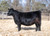 TLAC Safety First bred heifer sold in the Right Direction bred heifer sale in fall 2024