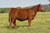 MANN Pinnacle 712 daughter sold at Ridder Farms in fall 2024 MANN Pinnacle 712 daughter sold at Ridder Farms in fall 2024