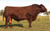 Sire -0 MURIDALE THERMAL ENERGY 15A
