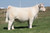 Next Man Up heifer sold at Copeland Show Cattle in fall 2024 for $6,750