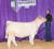 Maternal Sib- Calf Champion at OKC Cattlemen's Congress 2022 Sold for $38,500 in fall of 2021