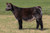 TSSC BT Limit Up heifer sold at Curtin Show Cattle in fall 2024 for $8,250 TSSC BT Limit Up heifer sold at Curtin Show Cattle in fall 2024 for $8,250