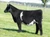 TSSC BT Limit Up heifer sold in Flash & Function sale in fall 2024 for $12,000