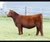 TSSC BT Limit Up heifer sold at Curoe Show Cattle in fall 2025 for $13,000