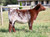 TSSC Limit Up heifer sold at Johnson Show Cattle in fall 2025 for $16,500 TSSC Limit Up heifer sold at Johnson Show Cattle in fall 2025 for $16,500