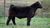 Powell Cattle Co '26 Steer sold for 88,000