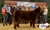 2018 Sioux Empire Champion Market Steer sired by Cowans Safe & Sound