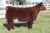 Cowans Safe & Sound daughter at Cowan Cattle Company