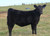 May 2024 K&J TCF True Intent heifer sold for $10,000 Talon Crest Farms May 2024 K&J TCF True Intent heifer sold for $10,000 Talon Crest Farms