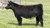 DJS Outsider heifer at Goettemoeller Show Cattle fall 2024