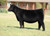 BRDG Mahogany Prime heifer sold at Lafrentz Cattle in fall 2024 for $17,000 BRDG Mahogany Prime heifer sold at Lafrentz Cattle in fall 2024 for $17,000
