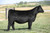 BRDG Mahogany Prime heifer sold at Boyert Core in fall 2025 for $28,500 BRDG Mahogany Prime heifer sold at Boyert Core in fall 2025 for $28,500