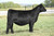 BRDG Mahogany Prime heifer sold at Boyert Core in fall 2025 for $11,501 BRDG Mahogany Prime heifer sold at Boyert Core in fall 2025 for $11,501