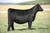 BRDG Mahogany Prime heifer sold at Boyert Core in fall 2025 for $20,000 BRDG Mahogany Prime heifer sold at Boyert Core in fall 2025 for $20,000