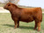 LHT MCF Cita Tango 145J