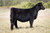 JBOY One For All heifer sold for $24,000 at Coor Cattle in fall 2024