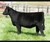 JBOY One For All heifer sold at Wilson Cattle Co in fall 2025 for $19,500
