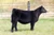 New Decade heifer sold at Spengler Cattle in fall 2024