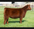 New Decade heifer sold at Wilson Cattle Co in fall 2025 for $13,500
