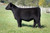 Promise Keeper heifer sold at Kendall Bremer's in fall 2024 Promise Keeper heifer sold at Kendall Bremer's in fall 2024