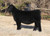 Promise Keeper heifer sold at Lucky Strike Show Cattle in winter 2024 for $98,000 Promise Keeper heifer sold at Lucky Strike Show Cattle in winter 2024 for $98,000