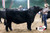 2023 Reserve Grand Champion Purebred Simmental Bull