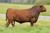 4MC The Cowboy Way 970 (Heifer Plus)