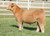 King of Kings steer sold at Horn Livestock in fall 2024 for $10,500 King of Kings steer sold at Horn Livestock in fall 2024 for $10,500